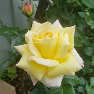 Meet your Posher, Faith